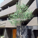 ラフィーヌ上目黒